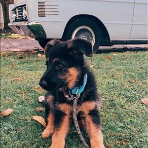 Meet your Posher, Max